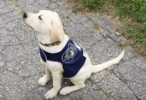 Meet Liberty! Concord Police Department’s Loveable ‘Comfort Dog’