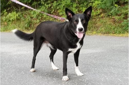 Pet of the Week: Bea the Loveable And Quirky Border Collie