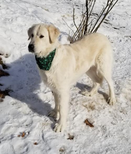 Maremma golden sale retriever mix